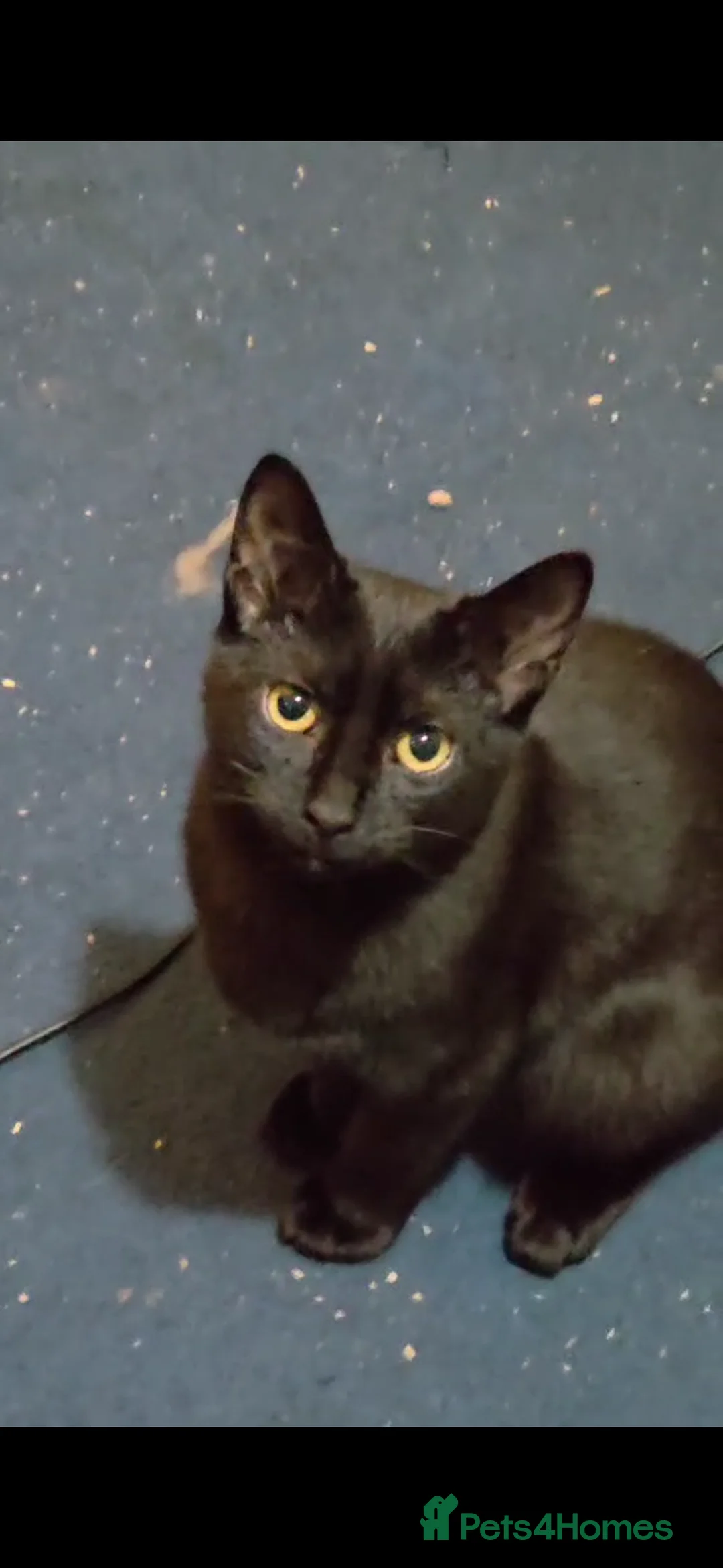 Domestic Shorthair cats for sale: Rescue cats- 60 in total, kittens/ adults🧡🙏 - Advert 9