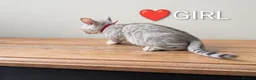 Bengal cats for sale: TICA Registered Bengal Kittens|Health Tested ❤️ - Advert 17