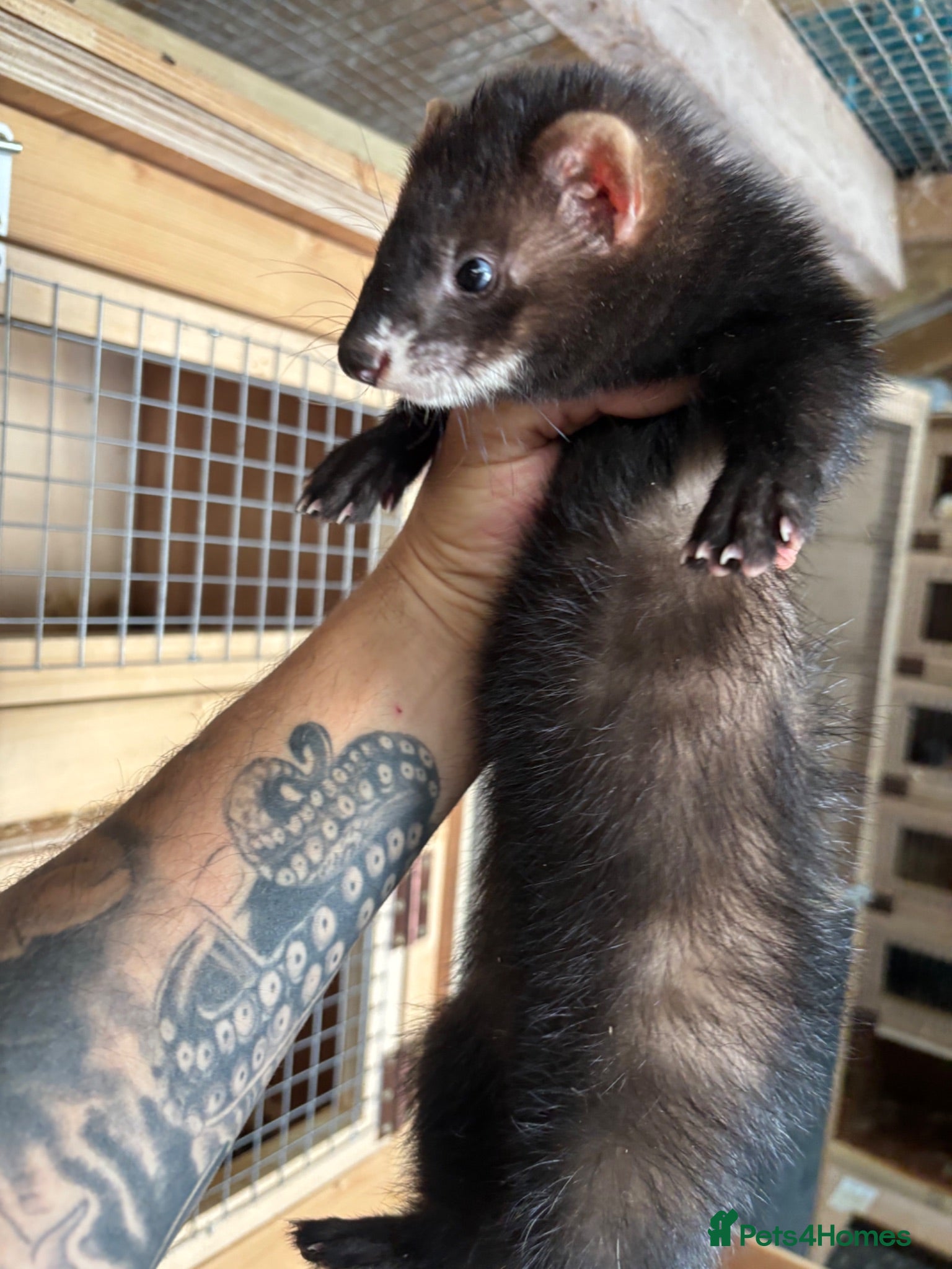 Ferret rodents Black ferrets  - Advert 1