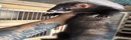 Ferret rodents for sale: Black ferrets  - Advert 1