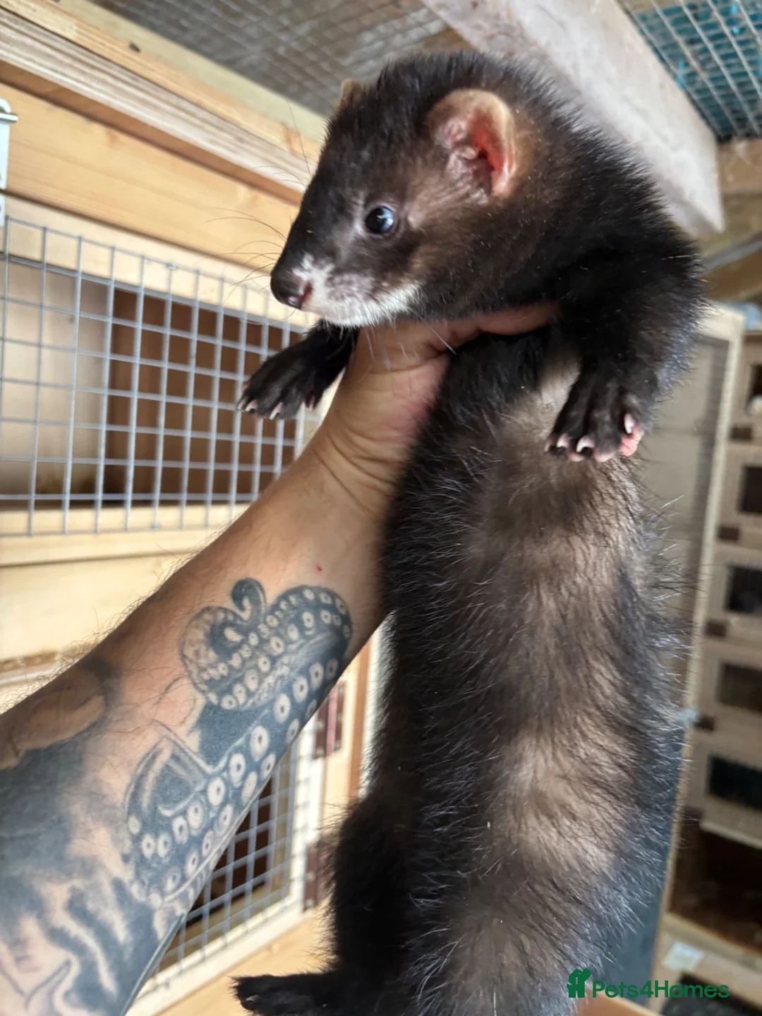 Ferret rodents for sale: Black ferrets  - Advert 1