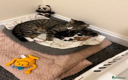 British Shorthair cats for sale: Kittens for sale - Image 12