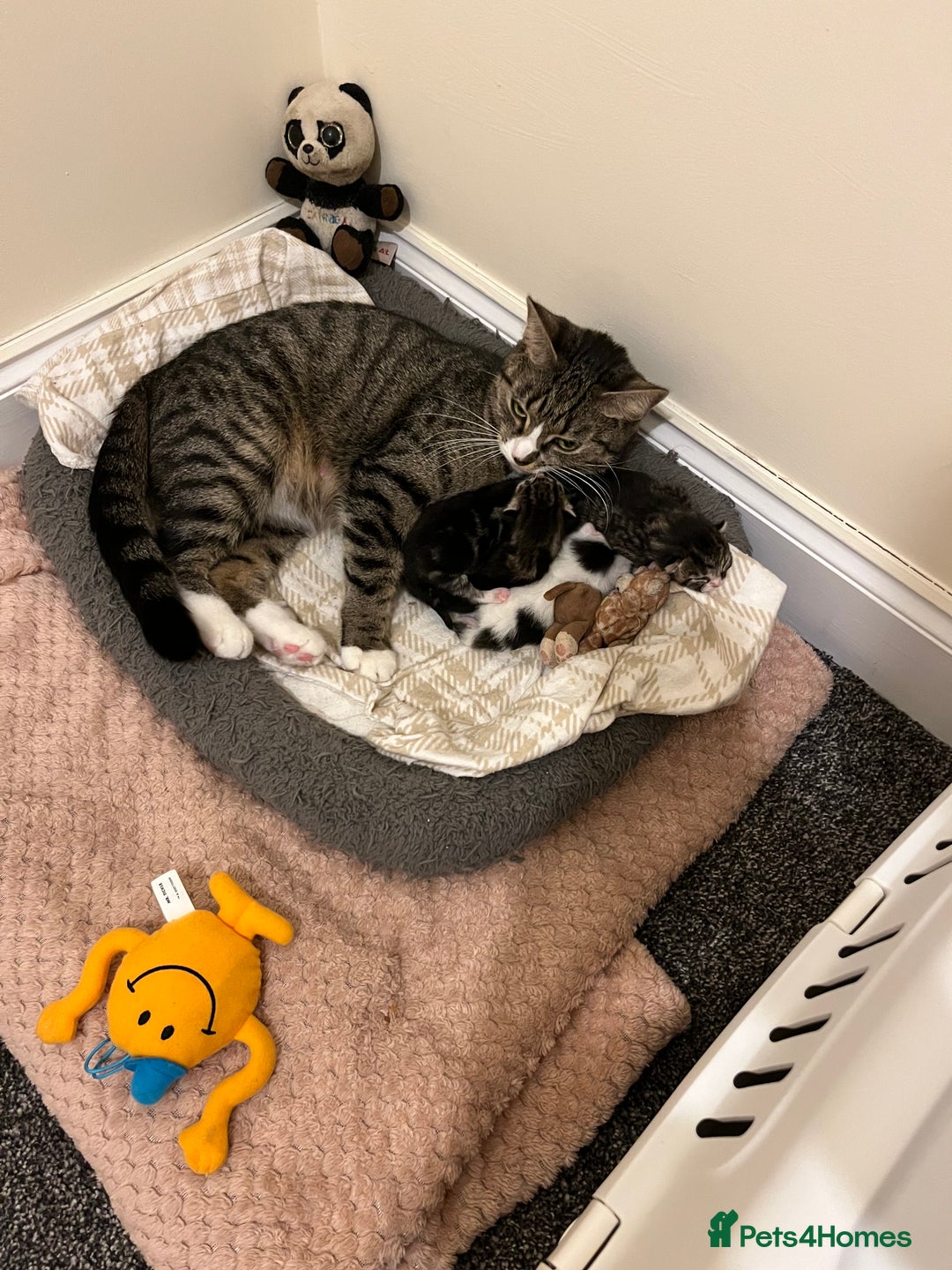 British Shorthair cats for sale: Kittens for sale - Image 12
