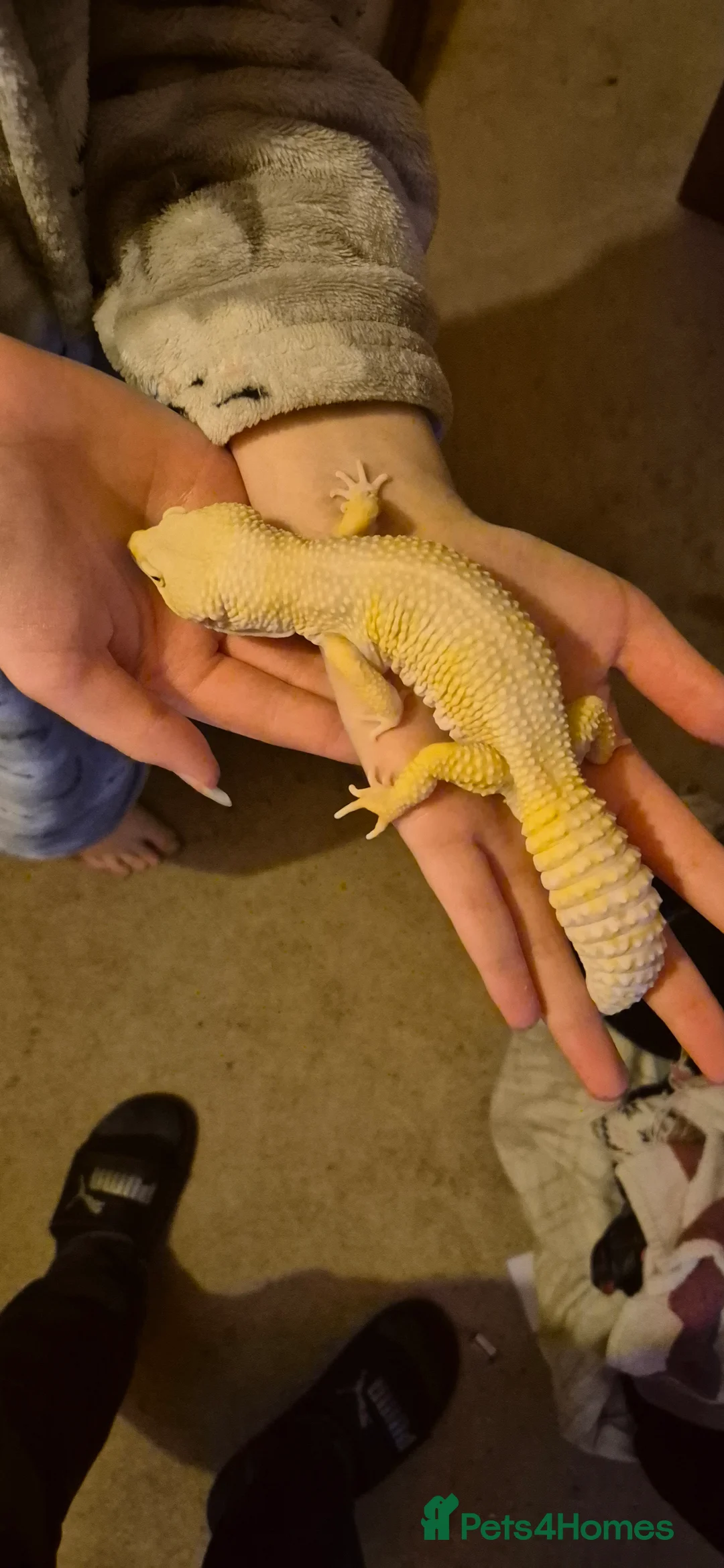 Leopard Gecko reptiles for sale: Albino Leopard Gecko in Blairgowrie - Advert 2