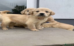 Golden Retriever dogs for sale: 💛Sweet Golden Retriever Girl remaining!💛 - Image 36
