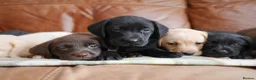 Labrador Retriever dogs for sale: Quality Health Tested Labrador Puppies - Advert 9