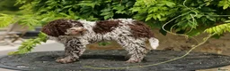 Lagotto Romagnolo dogs for sale: Lagotto Romagnolo - Advert 6