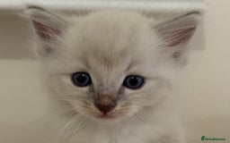 Ragdoll cats for sale: Ragdoll Kittens Male & Female - Image 6