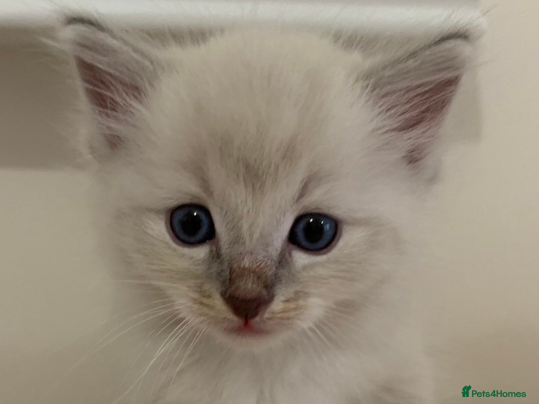 Ragdoll cats for sale: Ragdoll Kittens Male & Female - Image 6