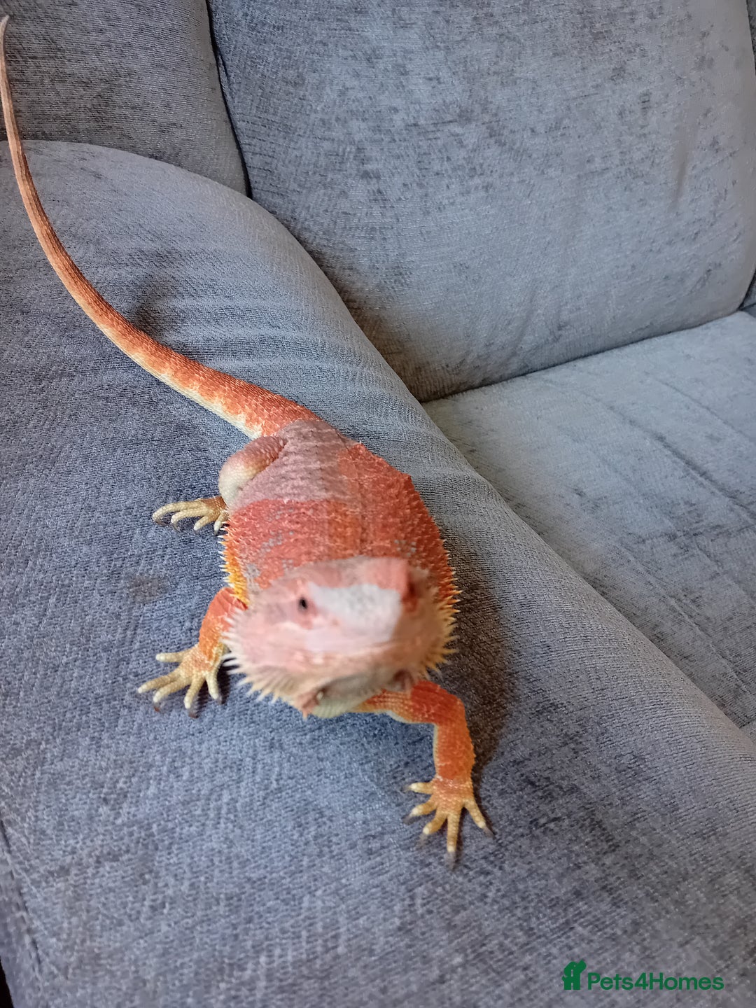 Bearded Dragon reptiles for sale: Bearded dragon and full set up - Image 10