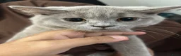 British Shorthair cats for sale: miss  - Advert 2