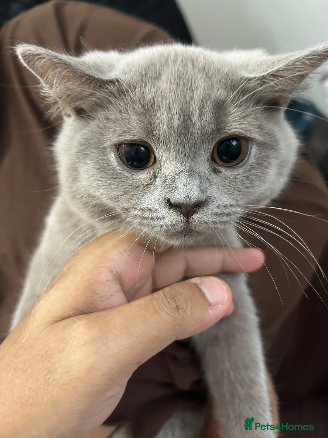 British Shorthair cats for sale: miss  - Advert 2