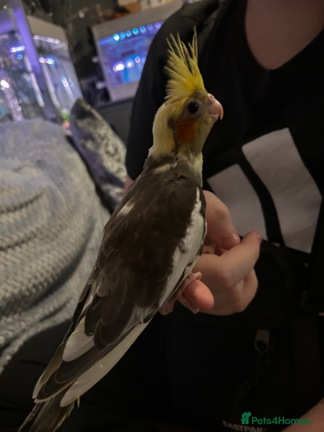 Cockatiels birds for sale:  Baby Cockatiels for sale - Advert 2