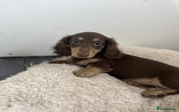 Miniature Dachshund dogs for sale: Miniture daschund puppy  - Image 3