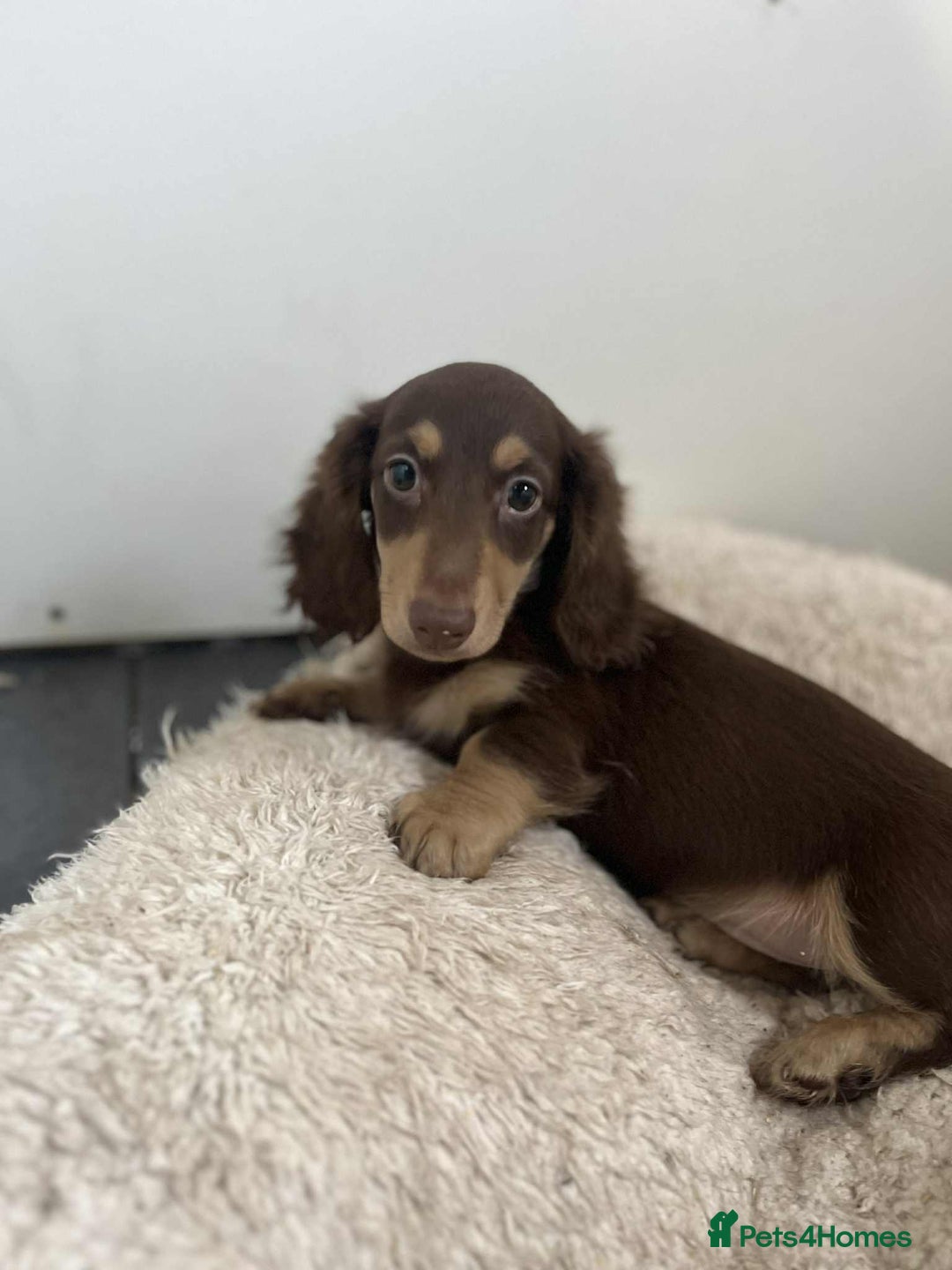 Miniature Dachshund dogs for sale: Miniture daschund puppy  - Image 3