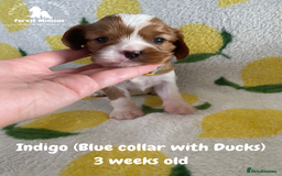 Cavalier King Charles Spaniel dogs for sale: Excessively tested Cavalier King Charles Spaniels - Image 5