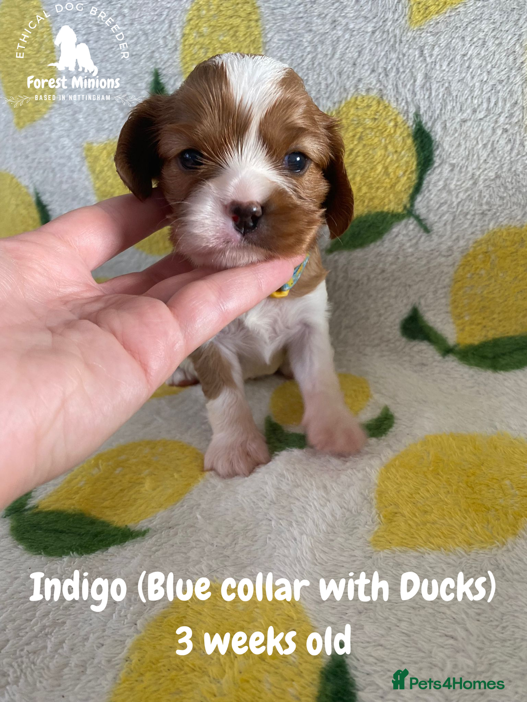 Cavalier King Charles Spaniel dogs for sale: Excessively tested Cavalier King Charles Spaniels - Image 5