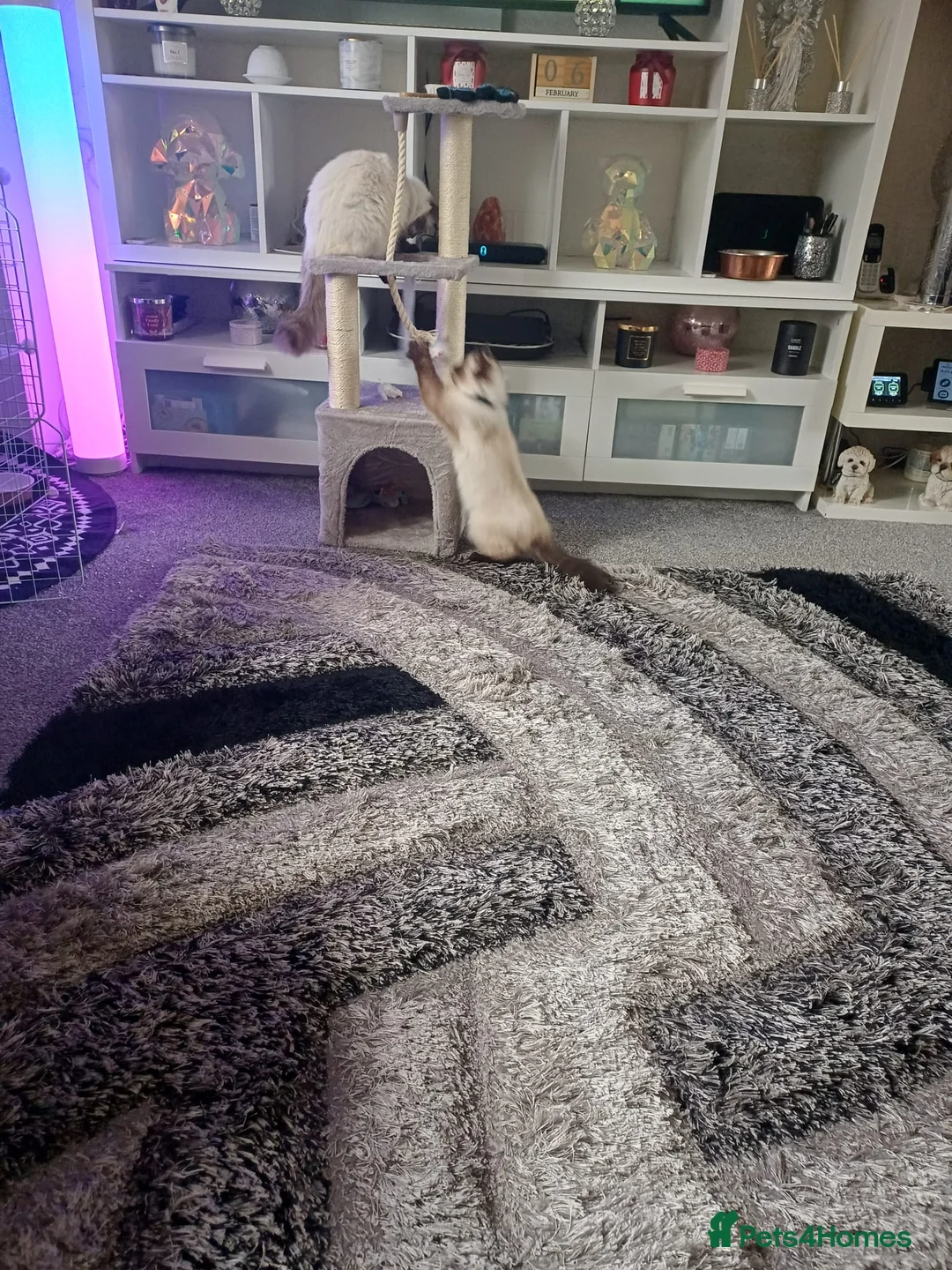 Ragdoll cats for sale: Two Ragdolls for Rehome/sale - Advert 4