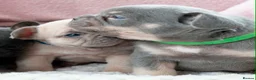 French Bulldog dogs for sale: French bulldog kc 5 gen - Advert 5