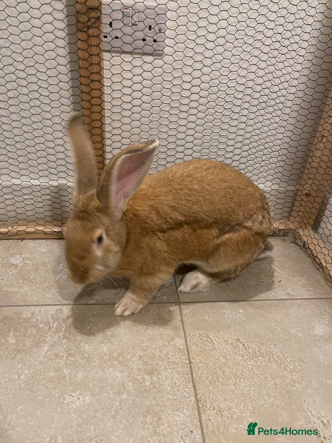 Flemish rabbits for sale: Flemish giant boy rabbit  - Advert 3
