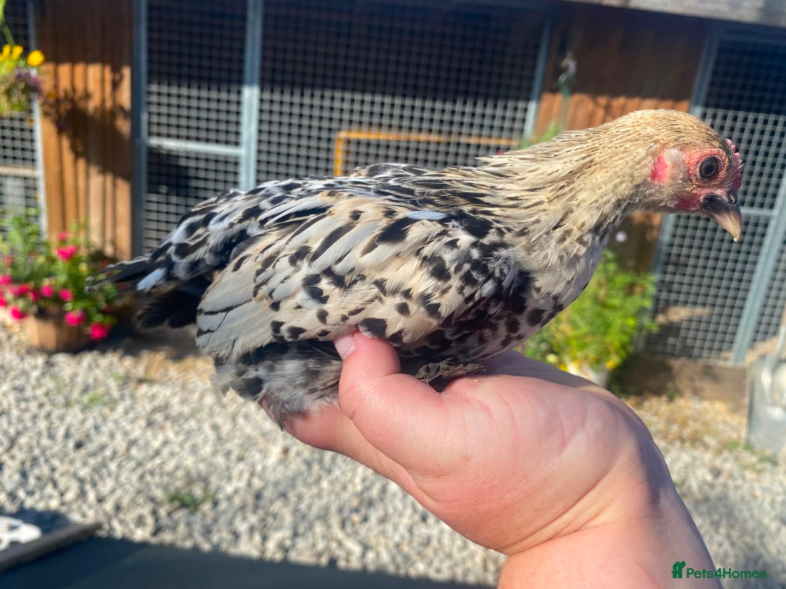 Chickens poultry 💜Sablepoot/booted bantam growing pairs and cocks - Advert 2