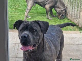 Cane Corso dogs Kingcanecorso litter, stunning traditional corsos - Advert 4