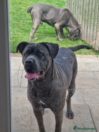 Cane Corso dogs Kingcanecorso litter, stunning traditional corsos - Advert 1