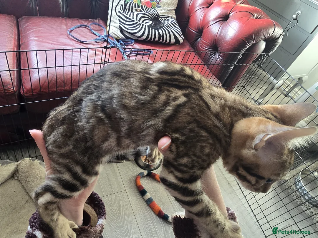 Bengal cats for sale: 2 Lovely TICA registered Bengal Kittens - Advert 16