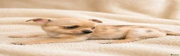 Chihuahua dogs for sale: Chihuahuas *Stunning Litter* LAST ONE Tiny - Advert 5