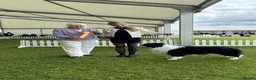 Border Collie dogs for sale: Stunning Champion line puppies  - Advert 20