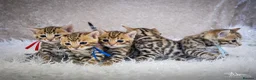 Bengal cats for sale: ✨️🐆STUNNING BROWN BENGALS. TICA REGISTERED ✨️🐆 - Advert 1