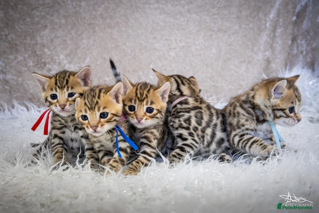 Bengal cats for sale: ✨️🐆STUNNING BROWN BENGALS. TICA REGISTERED ✨️🐆 - Advert 1