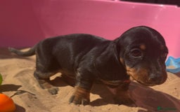 Miniature Dachshund dogs for sale: KC, PRA Clear Miniature Dachshund Puppies - Image 22