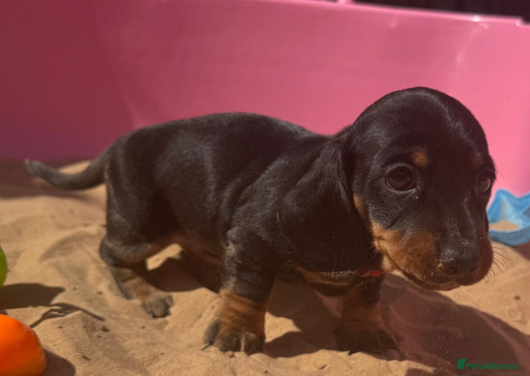 Miniature Dachshund dogs for sale: KC, PRA Clear Miniature Dachshund Puppies - Image 22