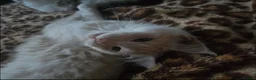 Maine Coon cats for sale: Beautiful Mainecoon kittins to sale - Advert 10