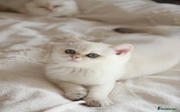 British Shorthair cats for sale: TICA British Shorthair Kittens Champion bloodline in Bedford - Image 10