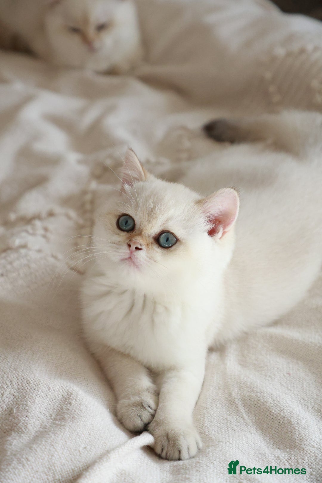 British Shorthair cats for sale: TICA British Shorthair Kittens Champion bloodline in Bedford - Image 10