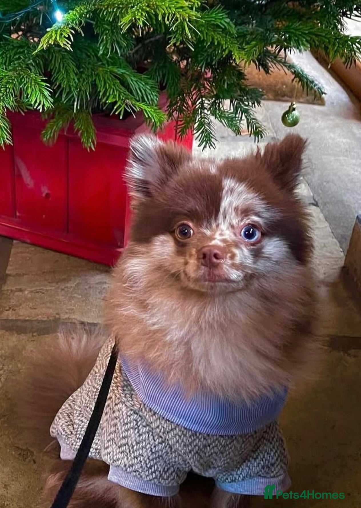 Pomeranian dogs stunning rare multi eye tone choc-cream Pomeranian - Advert 19