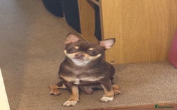 Chihuahua dogs for stud: The boy who never left ….Tommy for Stud - Image 1