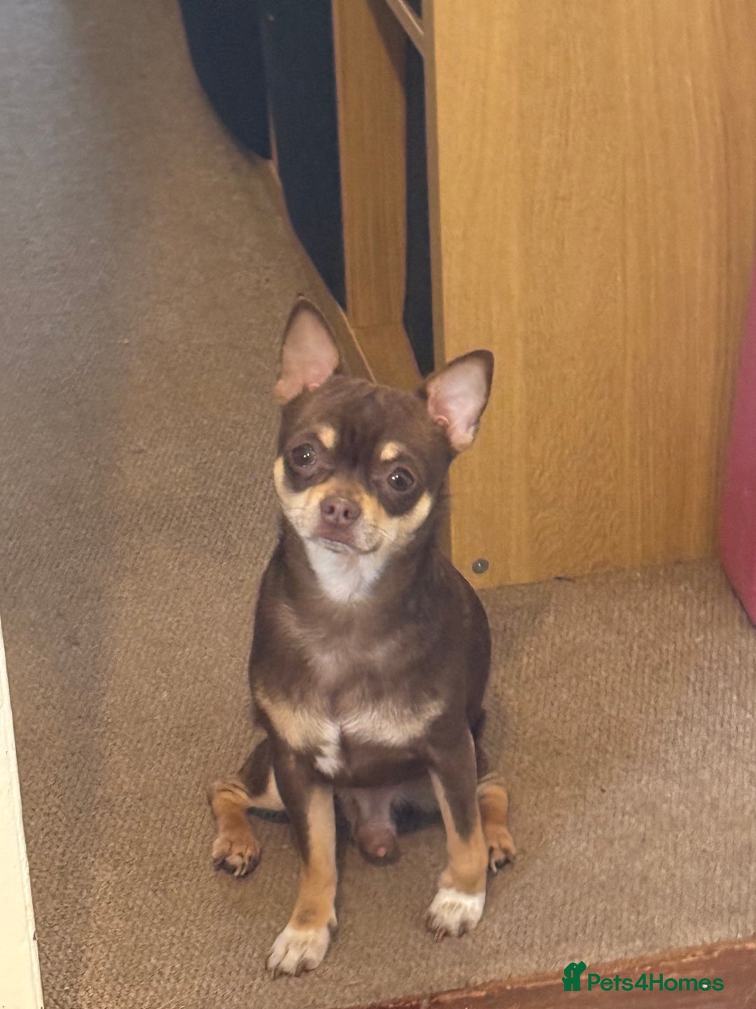 Chihuahua dogs for stud: The boy who never left ….Tommy for Stud - Image 1