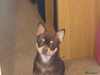 Chihuahua dogs - Advert 4