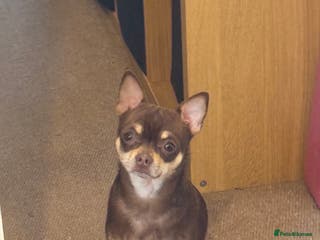 Chihuahua dogs The boy who never left ….Tommy for Stud - Advert 14