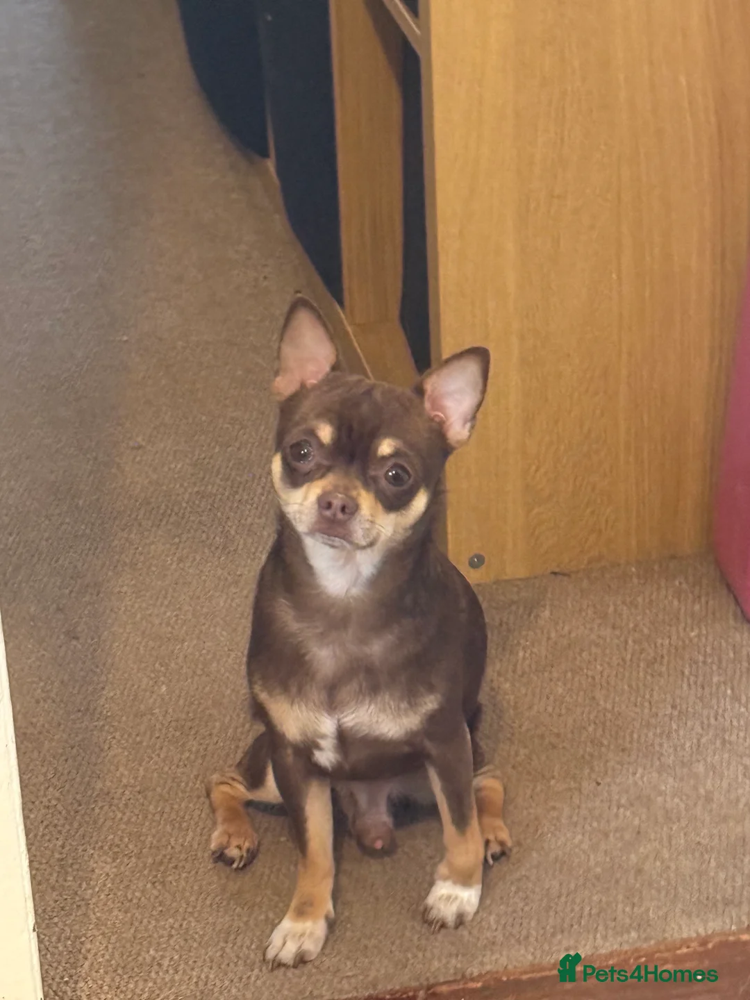 Chihuahua dogs for stud: The boy who never left ….Tommy for Stud - Advert 2