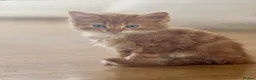 Mixed Breed cats for sale: Beautiful Kittens  - Advert 2