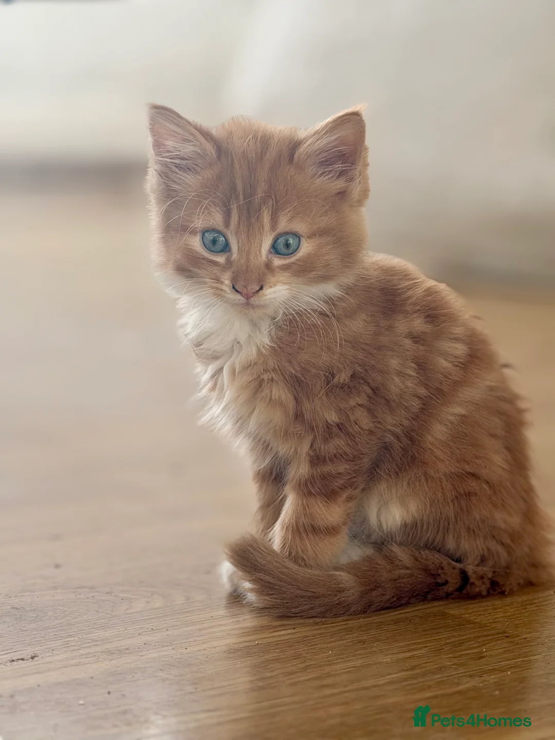Mixed Breed cats for sale: Beautiful Kittens  - Advert 2