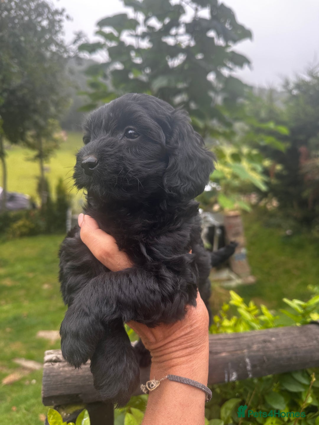 Cockapoo dogs for sale: Lovely litter cockapoo  - Image 29