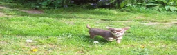 Chihuahua dogs for sale: Extremely Small Lilac and tan chihuahua girl  - Advert 2