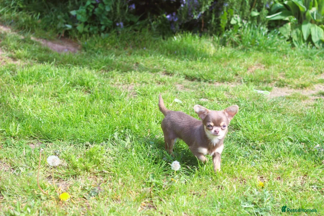 Chihuahua dogs for sale: Extremely Small Lilac and tan chihuahua girl  - Advert 2