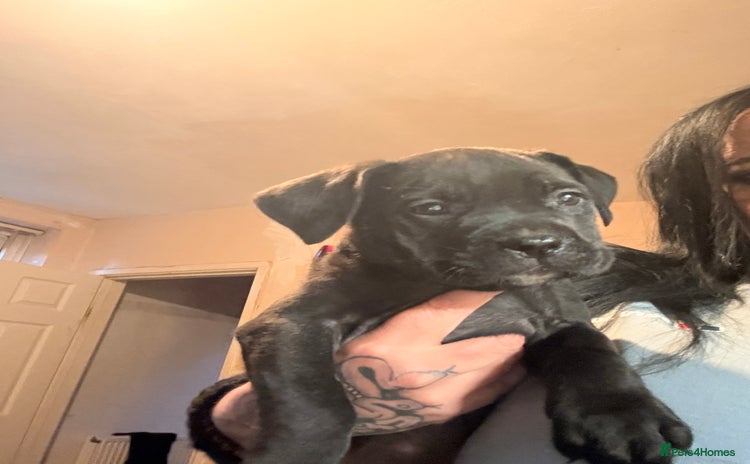 Cane Corso dogs - Advert 9