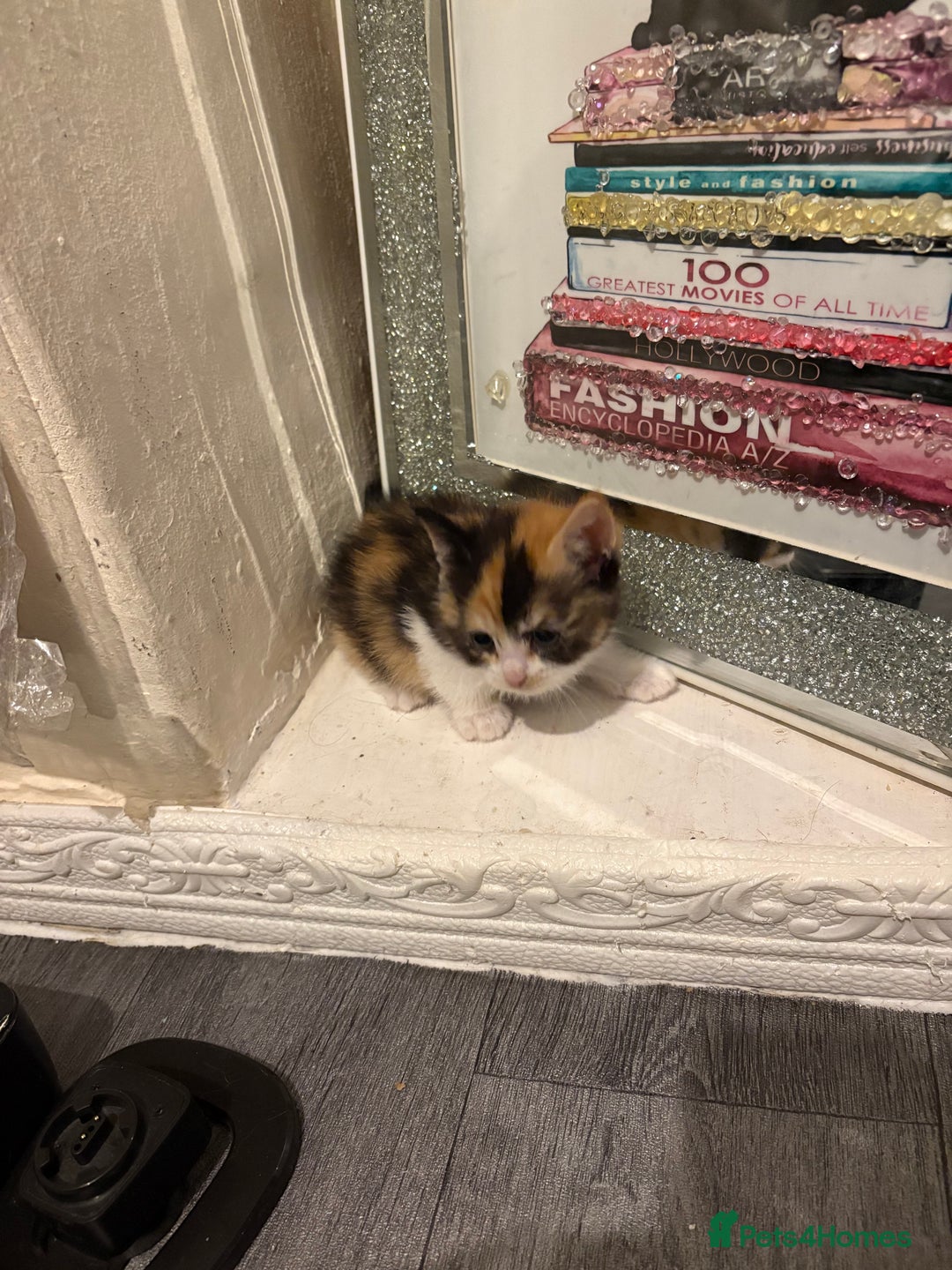 British Longhair cats for sale: british shorthair and longhair kittens for sale  - Advert 19